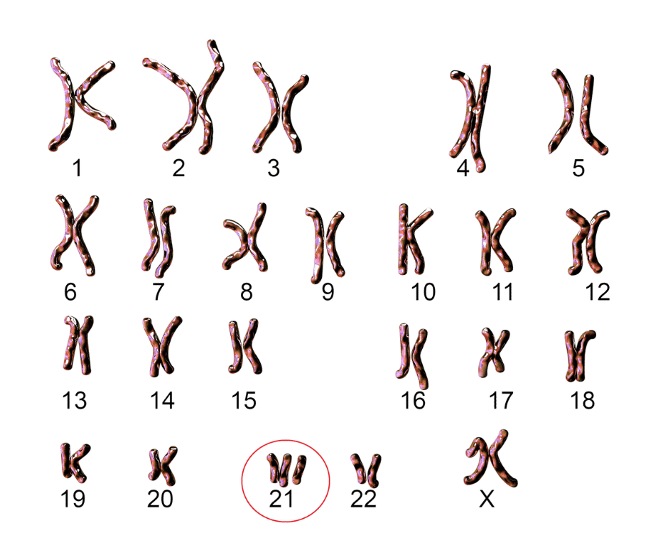 Illustrasjon av kromosomer